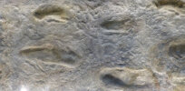Footprints in the sand: Six-million-year old pre-human prints discovered in Crete are oldest ever found