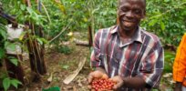 Ugandan scientists developing drought tolerant coffee varieties to save valuable cash crop