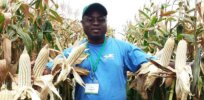 Insect- and drought-resistant genetically engineered corn approved for trials in Nigeria