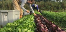 Viewpoint: ‘A technology we simply cannot afford to miss’ — Health benefits likely to flow from England’s decision to allow gene-edited crops