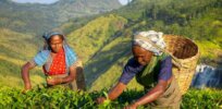 Sri Lanka softens its agrochemical ban and organic farming shift as tea production dives