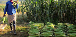 Viewpoint: With two decades of resounding GMO maize success, South Africa offers lessons on food security for the rest of the continent