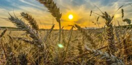 Natural GMOs: Is it dangerous, as critics claim, to ‘transfer’ genes from other species? Nature doesn’t think so