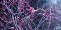 Atlas of cognition: Comprehensive inventory of brain cells in development