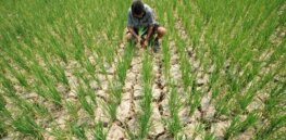 Viewpoint: ‘Time is of the essence’ — Climate-resilient crop varieties can take over a decade to come to market