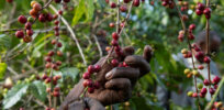 How climate change is impacting the future of coffee