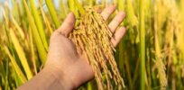 More for less: Biotech approach increases rice yields with fewer nitrogen inputs