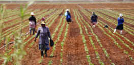 Viewpoint: Denying agricultural biotechnology to African farmers won't fix food insecurity