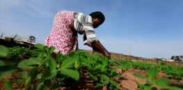 Viewpoint: EU’s pro-organic Farm to Fork policies could undermine African food security