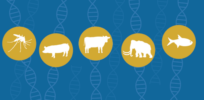 Viewpoint: Animal genetic selection will likely be embraced by public — but gene editing could face resistance from activist GMO opponents