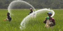 Sri Lanka pauses organic-inspired ban on synthetic fertilizers