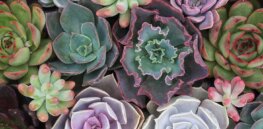 Cacti and other succulents provide a genetic blueprint for scientists engineering climate-resilient crops