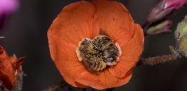 Glyphosate does not kill bumble bees and is unlikely to cause health problems, latest comprehensive study finds