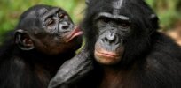 If we gene hacked humanity to be more like our bonobo cousins, would militarism become obsolete (and sex more frequent)?