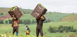 Viewpoint: Why Thailand should rethink its opposition to biotechnology