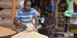 Nigerian GMO cowpea farmers testify to reduced pest infestation and better yields