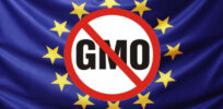 Viewpoint: ‘An obsolete, counterproductive legal monster’ — Why Europe’s GMO policies fail farmers and the public