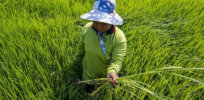 Climate-hardy gene-edited rice varieties are nearly ready for introduction — but EU Farm to Fork legislation might hold them back