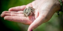 EPA concludes three commonly-used herbicides can harm endangered species and their habitats