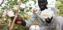 Kenya’s insect-resistant GMO cotton embrace boosts farmers’ yields and cuts down on chemical use