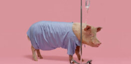 ‘It is hype and bullshit’: Scientist challenges claims that pig-to-human xenotransplantation is close to realization