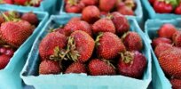 Over a third of strawberries harvested are discarded due to their short shelf life. Here’s how CRISPR could help them last longer