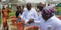 Viewpoint: Nigeria needs biotechnology to rescue itself from 'primitive agricultural practices’