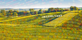 Opinion: African farmers can benefit from co-existence of agroecology and biotechnology