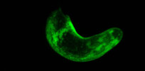 Can humans eventually regenerate limbs? Glow-in-the-dark worms might help us find out