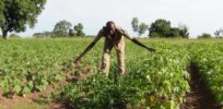 Photo series: Nigeria welcomes GMO cowpea