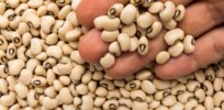 Frustration grows over Ghana’s delay in approving GM cowpea