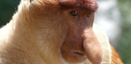 As plain as the nose on your face: Sniffing out what we know about the evolutionary history of the proboscis
