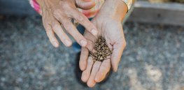 Viewpoint: Monsanto doesn’t control Mexican farmers’ seed choices — activist groups do