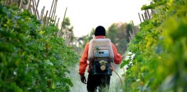 Fruits, vegetables and nuts: USDA-EPA-agricultural industry-public partnership project endorses continued support for neonicotinoids in specialty crops