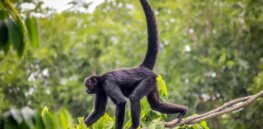 Why don’t humans have tails?