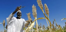 Can ‘indigenous’ and GM seeds co-exist in Africa?