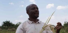 Nigeria needs biotechnology to weather climate change impacts on farming, say West African scientists