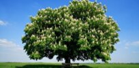 The mission to restore the American chestnut tree using biotechnology
