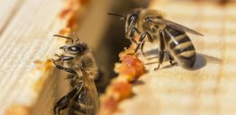 The biggest threat to honeybees is not pesticides but Varroa mites — and beekeepers may have accidentally fueled the plague