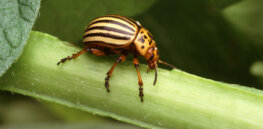 Viewpoint: Scientific American article claiming pesticides harm beetles and earthworms is ‘more hype than substance’