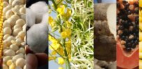 Viewpoint: With more than 70 countries producing GM foods, it’s time to get beyond tired debate over technology and embrace innovation
