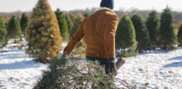 Viewpoint: No more Christmas trees? Why proposed bans on neonicotinoids won’t protect bees but will threaten many other plants