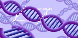 CRISPR gene therapy shows great promise — but evidence suggests caution about unintended consequences is warranted