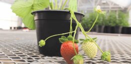 Viewpoint: ‘Ireland and EU are falling behind in crop improvement because of outdated policies on gene editing’