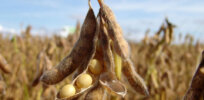 China poised to aggressively embrace GMO seeds to boost domestic soybean production