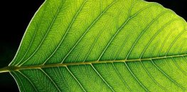 A second Green Revolution: How gene editing could revolutionize photosynthesis and transform agriculture