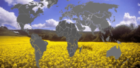 What do crop gene editing regulations look like across the globe?