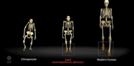 Mystery of 3.7 million year old footsteps solved