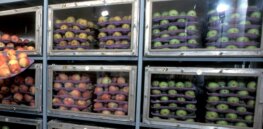 High-tech ethylene sensors can protect apples and significantly reduce food waste