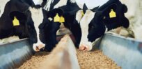 ‘Natural compounds to replace antibiotics?’ Soy-derived cow feed supplement could slow the rise of superbugs